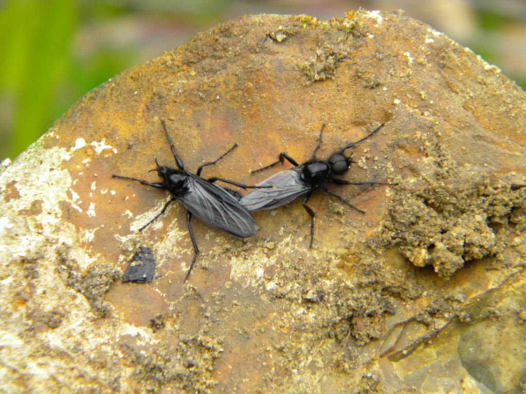 Bibionid flies, perhaps Bibio marci, copulating on stone, Hillside House 2017-04-21 (0950)