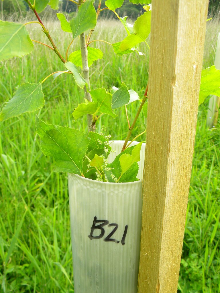 Populus nigra, plant B21 (at least one Vereecken ancestor), 2016-06-11 (0535)