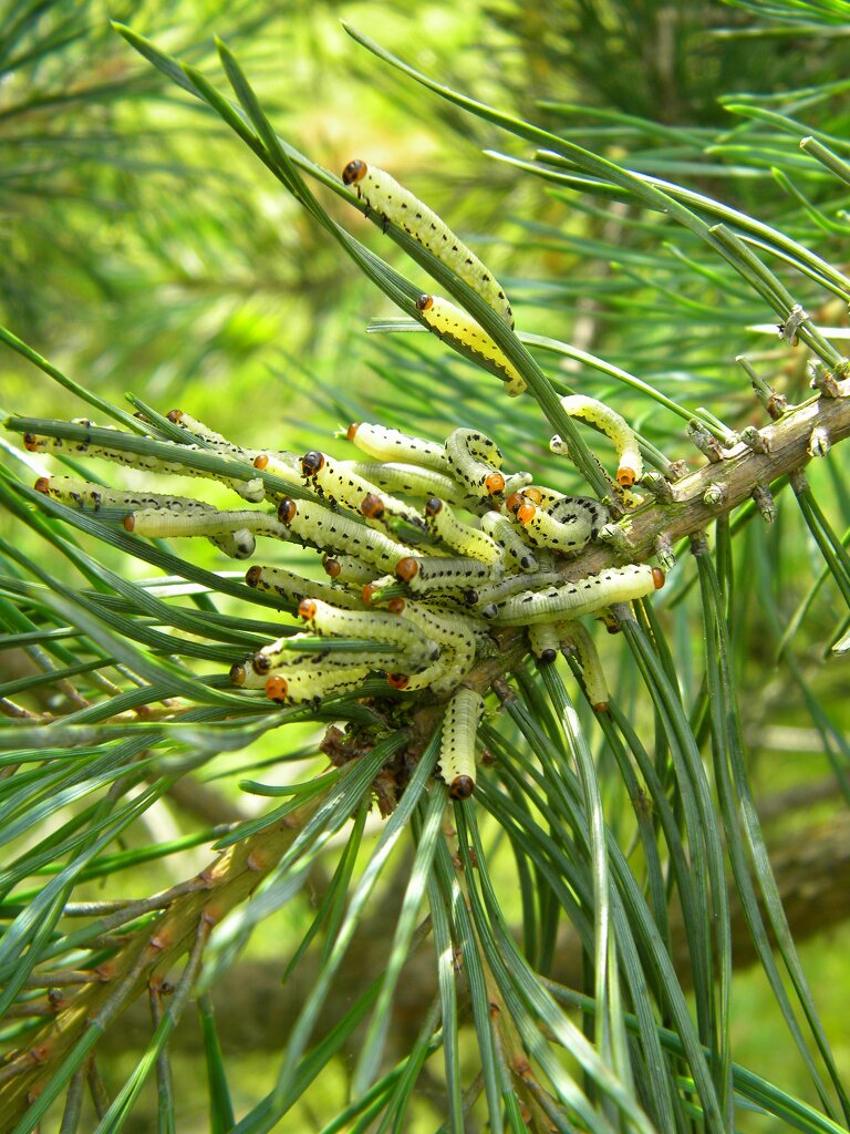 Sawfly larvae on Scots pine, probably Diprion pini, Hillside House 2016-07-25 (0584)