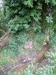 Ivy-covered base of trunk, ancient native black poplar, Burwell 2016-09-01 (0635)