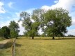 Icklingham native black poplars 2016-09-01 (0643)