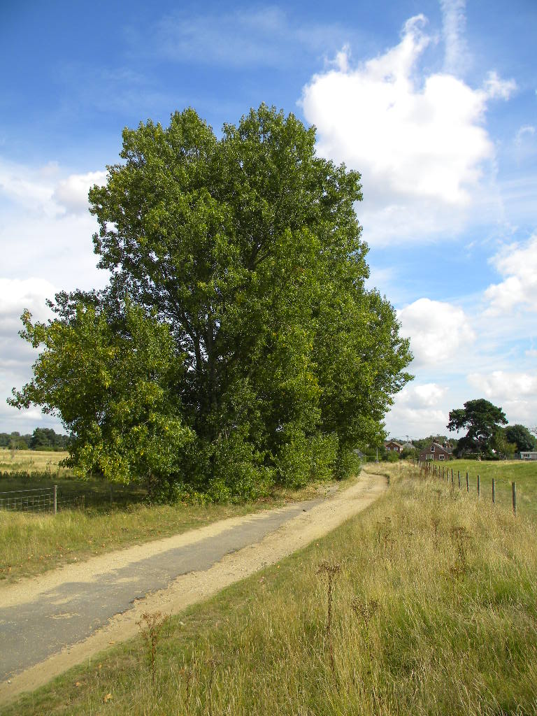 Suckering younger native black poplars, Icklingham 2016-09-01 (0655)