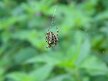 Araneus diadematus female on web, near shed, Hillside House 2016-09-21 (0761)