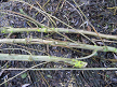 Twigs from diseased ash trees, Hillside House 2016-12-17 (0803)