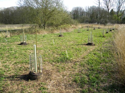 Native black poplars transplanted to eastern part of meadow, Hillside House 2017-03-31 (0898)