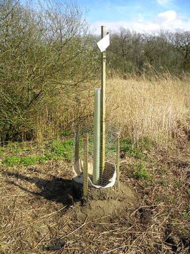 Poplar A03 planted with protective fence and stake, Hillside House 2017-03-31 (0905)