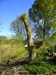 Weeping willow 14 weeks after pruning, Hillside House 2017-05-10 (0960)