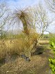 Weeping willow 1 year after pruning, 2018-02-17 (1200)