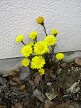 Coltsfoot (Tussilago farfara), Hillside House 2018-04-04 (1206)