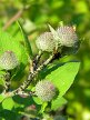 Ants tending aphids on burdock Arctium minus, Hillside House 2018-07-14 (1284)