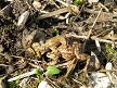 Common toad (1 female, 3 males) by main pond, Hillside House 2020-03-17 (1501)