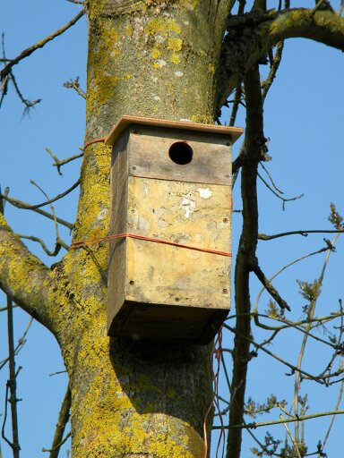 Refurbished starling-type box on ash, Hillside House 2020-04-12 (1527)