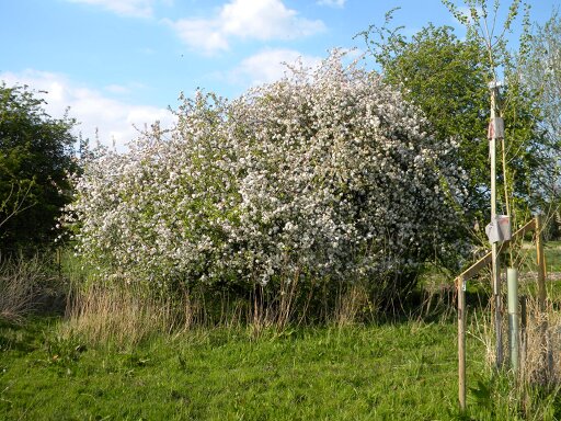 Old crab apple on meadow, Hillside House 2020-04-26 (1548)