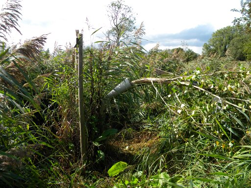 Example of 'poplar flop'. Tree A14 before straightening, Hillside House 2020-09-24.