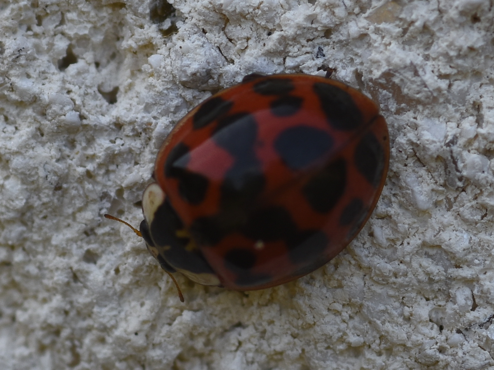 Harmonia axyridis (harlequin ladybird) 2024-08-17 (3749)