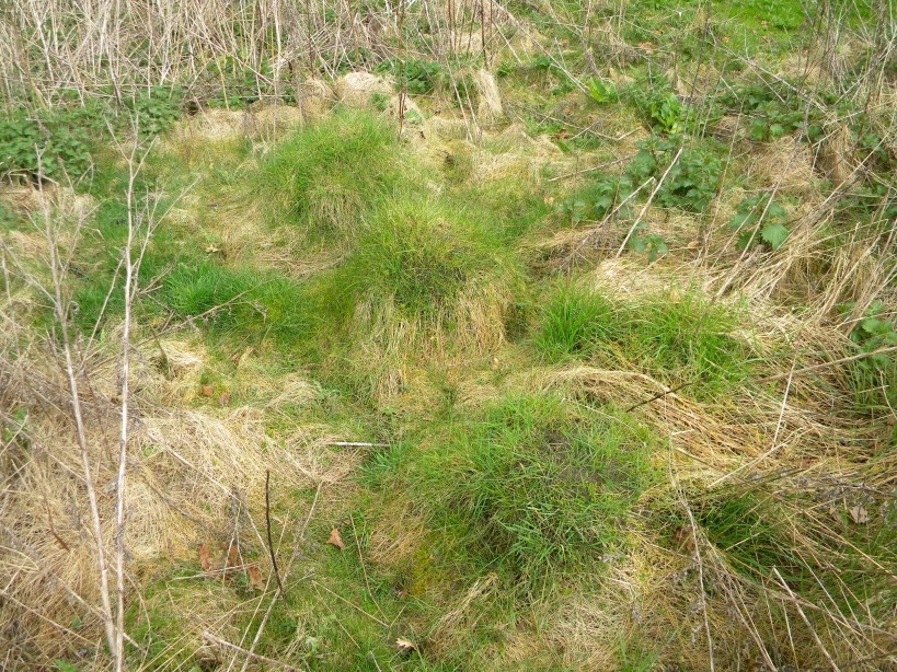 Lasius flavus nests in unmowed grassy area Hillside House 2024-04-04 (3418)