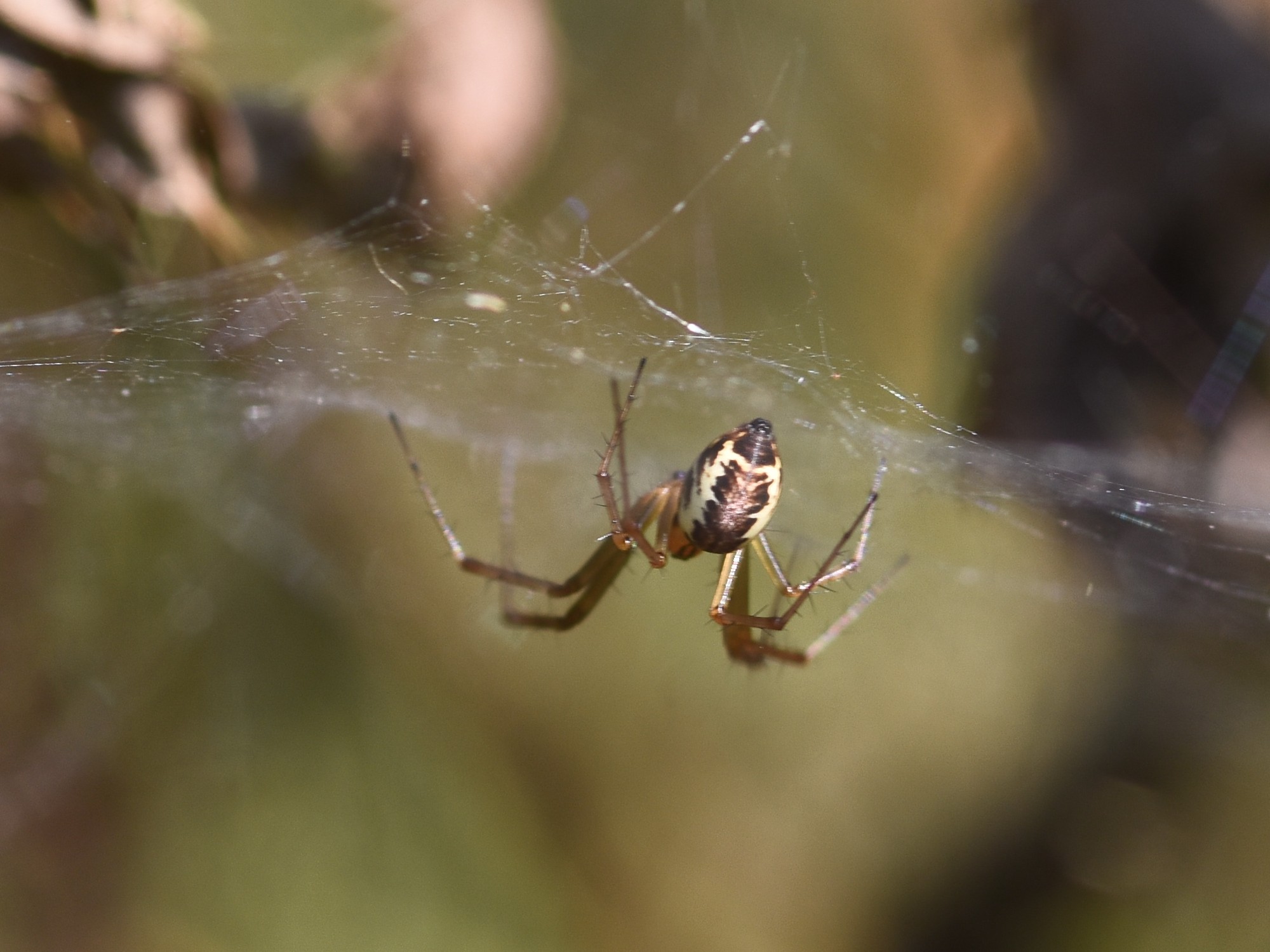 Linyphia triangularis Hillside House 2024-08-17 (3794)