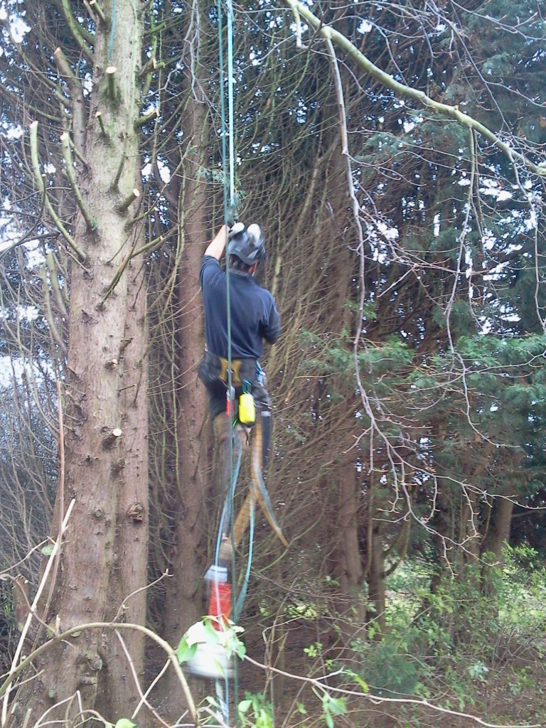 Cypresses next to Hillside House being taken down 2013-12-10 (0465)