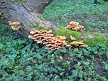 Honey fungus (Armillaria) on fallen willow, Hillside House 2014-09-20 (0665)