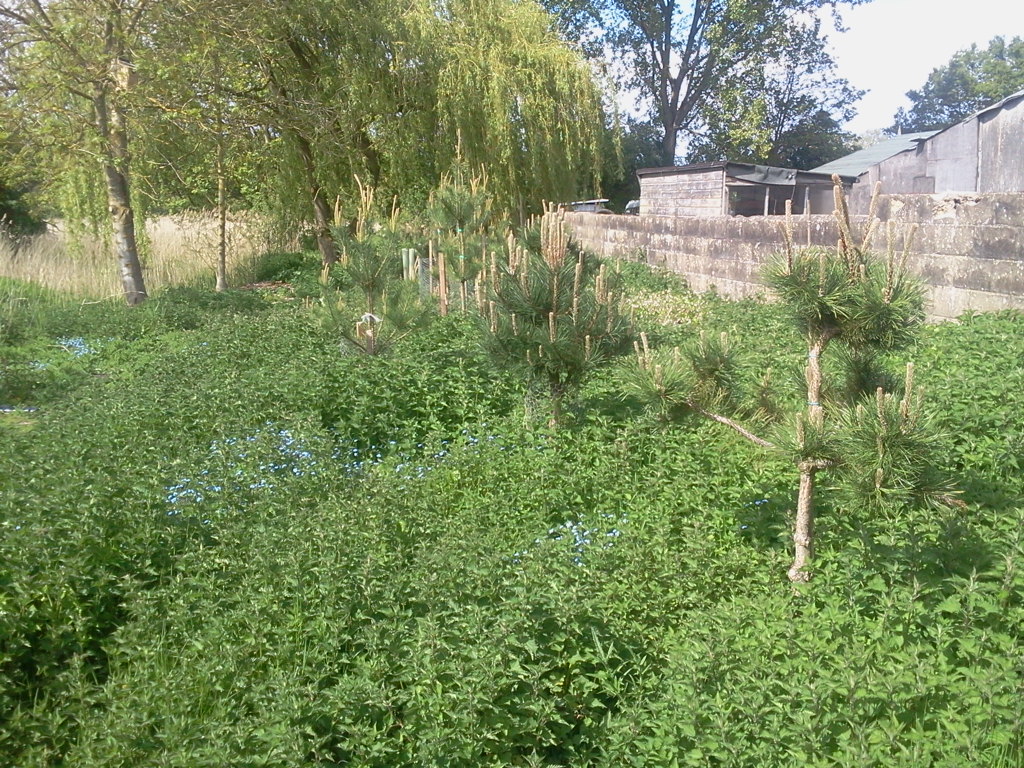 Young pine trees (P. sylvestris and P. nigra), Hillside House 2015-05-20 (0769)