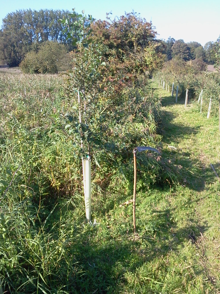 Alder with new stake with scythe for size comparison (11 months after being moved) 2015-09-28 (0798)