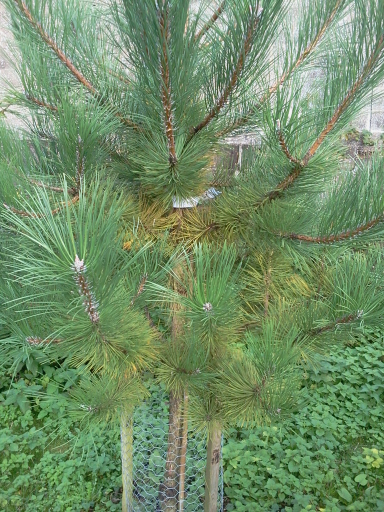 Pinus nigra after 1 year, at end of growing season 2015-10-15 (0808)