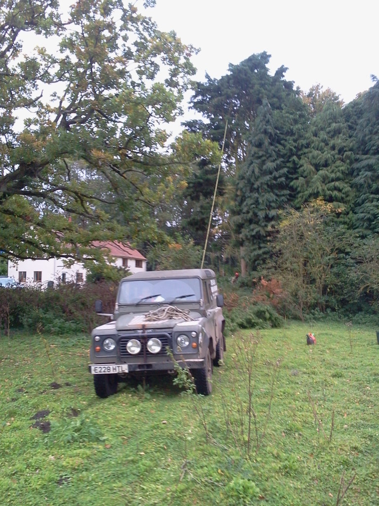 Tree faller Land Rover and cypress being taken down (0811)