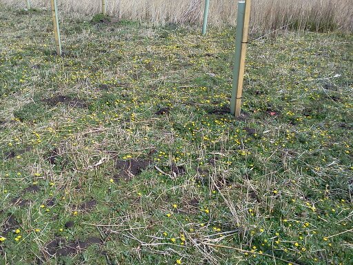 Lesser celandine (Ranunculus ficaria) on meadow, Hillside House 2016-04-01 (0933)