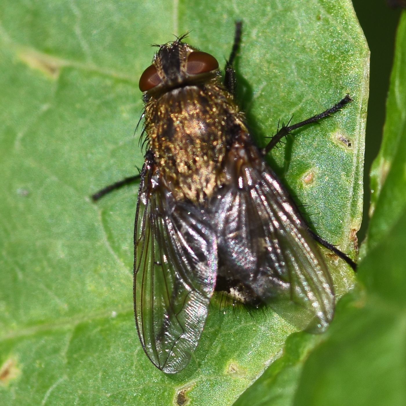 Pollenia (cluster-fly) 2024-08-17 (3674)