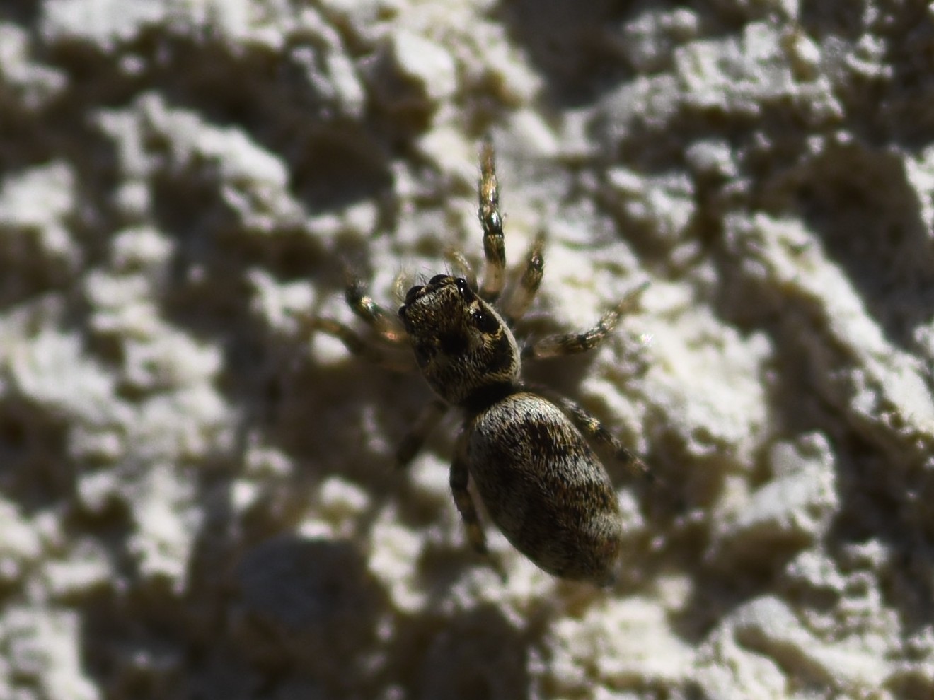 zebra spider Salticus scenicus on wall of Hillside House 2024-08-12 (3483)