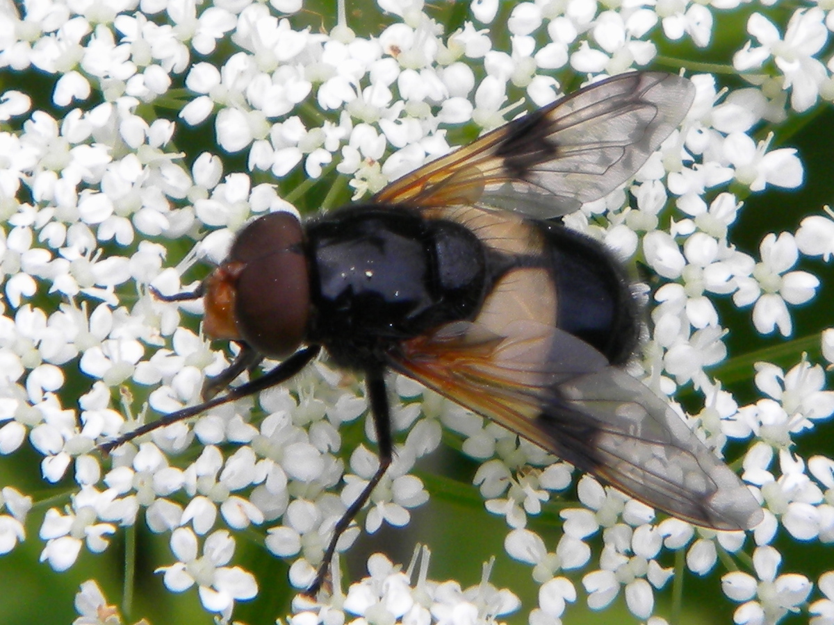 Hoverfly Volucella pellucens Hillside House 2024-06-03 (3509)