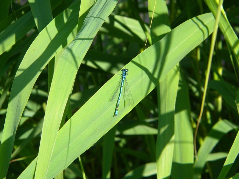 azure damselfly Coenagrion puella Hillside House pond 2024-06-02 (3458)