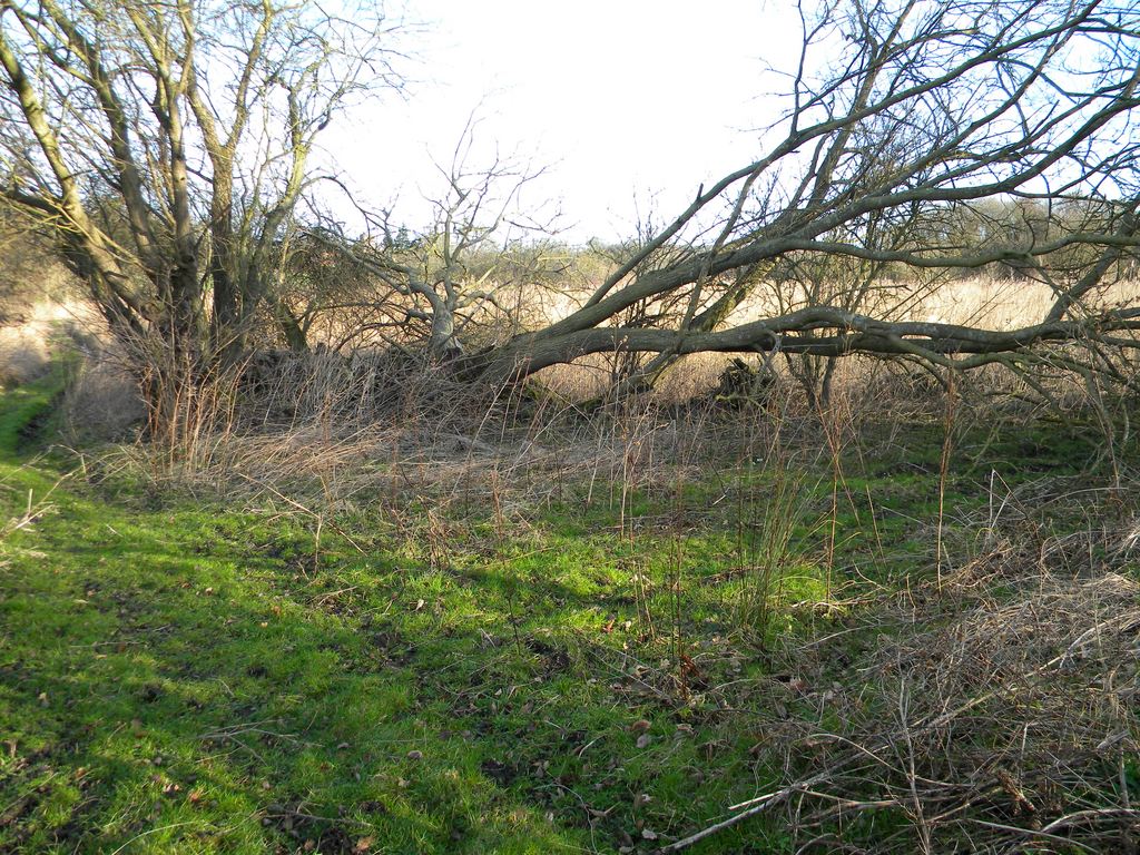 Goat willow damaged by Storm Eunice Hillside House 2022-02-18 (2123)