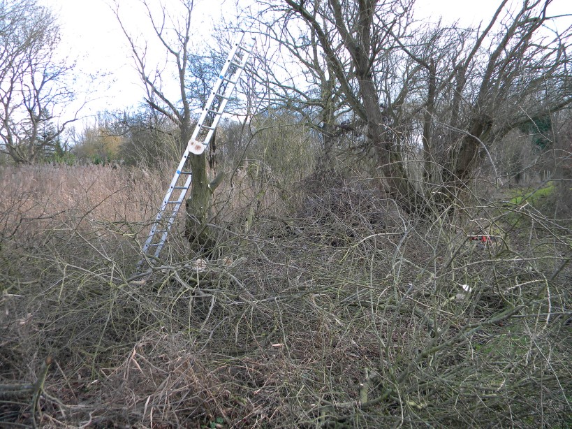 Goat willow pollarding work 2023-01-27 (2809)