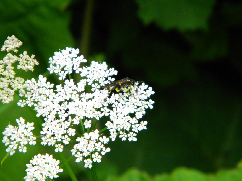 sawfly Macrophya montana on ground elder flowers Hillside House 2024-06-03 (3558)