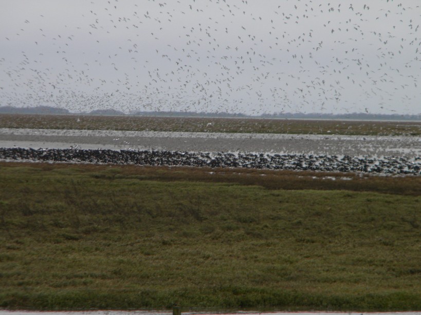 Oystercatchers, knot, and other waders at Snettisham 2024-02-14 (3376)