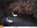 Little egrets foraging in Carr Stream, Hillside House 2019-01-26 (01250654)