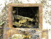 Tit nestbox with old honeycomb from 2015, before cleaning 2017-03-08 (0851)