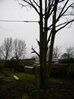 Preparing to take down sycamore, Hillside House 2018-01-20 (1187)
