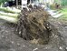 Roots of sycamore, Hillside House 2018-01-20 (1193)