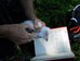 Barn owl chick from triangular box being ringed, Hillside House 2018-07-01 (1245)