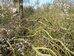 Blackthorn trees laid as in BTO conservation-advice-notes-001-nightingalesb.pdf 2019-04-08 (1355)