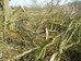 Blackthorn trees laid at top blackthorn by mature ash, 2019-04-08 (1360)