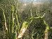 Blackthorn pleachers cut with chainsaw, 2019-04-08 (1364)