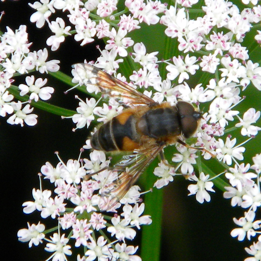 Eristalis pertinax (early drone-fly) 2024-06-07 (3673)