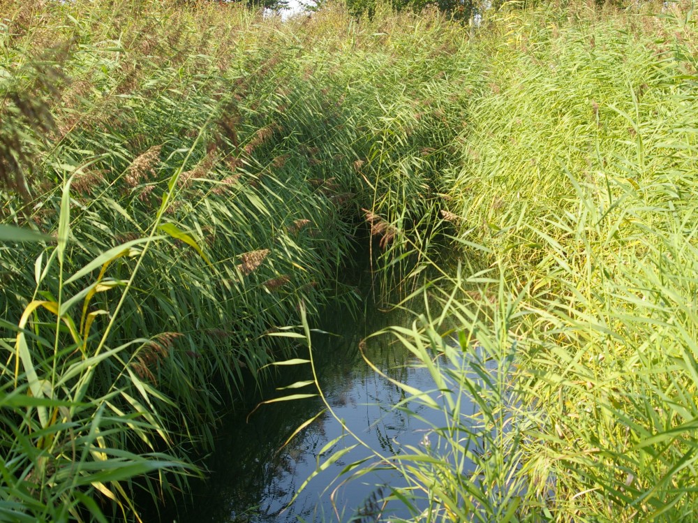 Main pond Hillside House, one year after dredging 2024-09-06 (3319)
