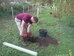 Tim (OCV Chairman) digging in an alder, Hillside House 2014-10-18 (0702)