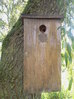 Willow nestbox occupied by honeybees, showing honeycomb 2015-10-15 (0803)