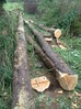 Felled and brashed cypresses, Hillside House 2015-10-23 (0814)