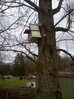 Barn owl box installed on poplar tree, Hillside House 2016-02-05 (0868)